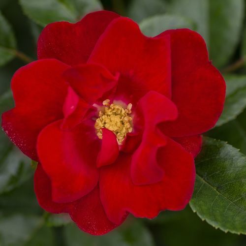 红色花卉植物 - Brick House® - Star® Roses and Plants/美国STAR玫瑰和植物 - 用于花园 / 芳香 / 混合动力