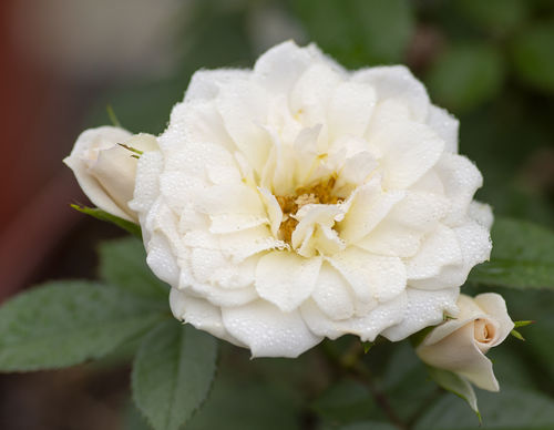 白色花卉植物 - Sunblaze® Bridal - Star® Roses and Plants/美国STAR玫瑰和植物 - 鲜切花 / 芳香 / 混合动力
