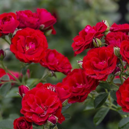 红色花卉植物 - Cherry Frost™ - Star® Roses and Plants/美国STAR玫瑰和植物 - 攀缘 / 混合动力
