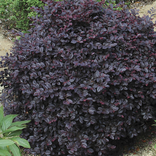 花圃花灌木 - Cerise Charm™ Loropetalum - Star® Roses and Plants/美国STAR玫瑰和植物 - 红花