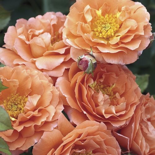 橙色花卉植物 - Adobe Sunrise™ - Star® Roses and Plants/美国STAR玫瑰和植物 - 用于花园 / 芳香