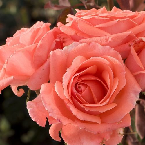 粉色花卉植物 - America™ - Star® Roses and Plants/美国STAR玫瑰和植物 - 攀缘 / 鲜切花 / 芳香