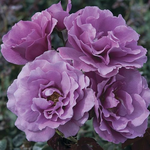 紫色花卉植物 - Angel Face - Star® Roses and Plants/美国STAR玫瑰和植物 - 用于花园 / 芳香