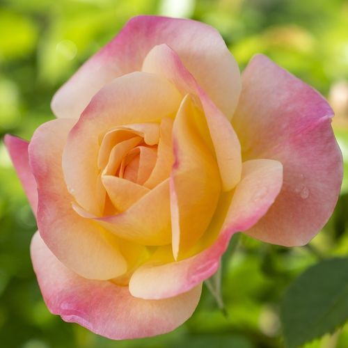 粉色花卉植物 - Bright & Shiny™ - Star® Roses and Plants/美国STAR玫瑰和植物 - 黄色 / 用于花园 / 吸引蝴蝶