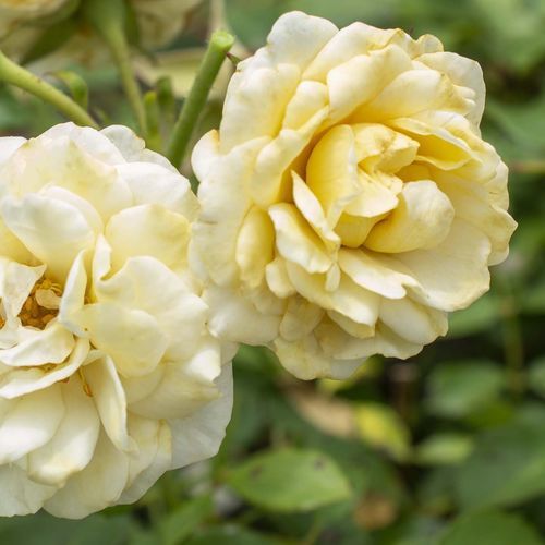 黄色花卉植物 - Buttercream Drift® - Star® Roses and Plants/美国STAR玫瑰和植物 - 鲜切花 / 吸引蝴蝶