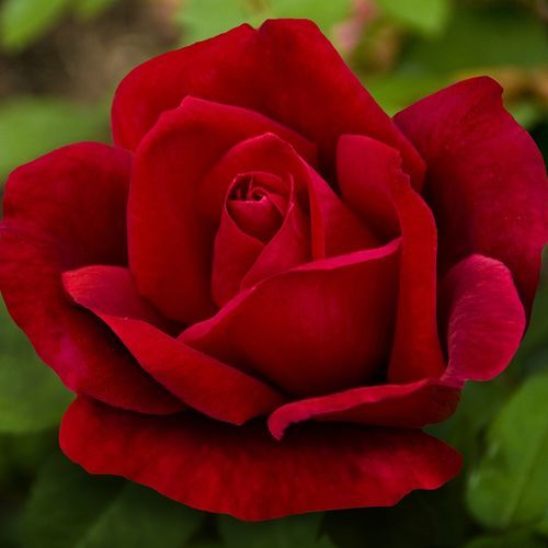 红色花卉植物 - Chrysler Imperial - Star® Roses and Plants/美国STAR玫瑰和植物 - 鲜切花 / 芳香 / 混合动力