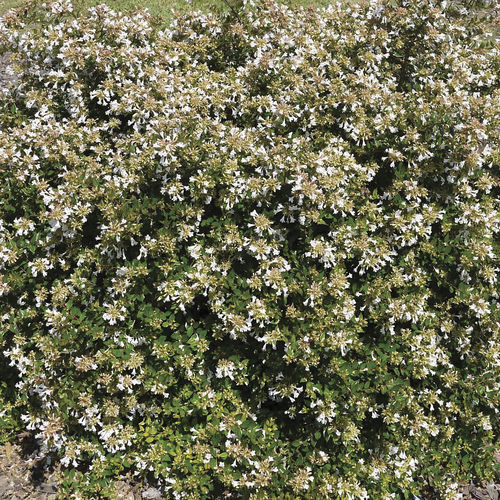花圃花灌木 - Apple Perfection™ Abelia - Star® Roses and Plants/美国STAR玫瑰和植物 - 白花