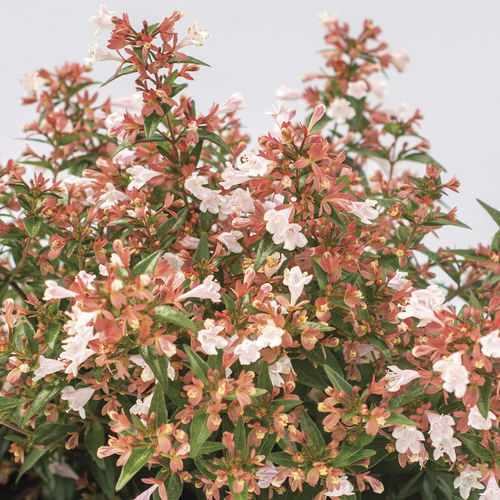盆栽花灌木 - Raspberry Perfection™ Abelia - Star® Roses and Plants/美国STAR玫瑰和植物 - 粉红花