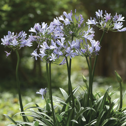 花圃花灌木 - Straight A® ‘Barley Blue’ Agapanthus - Star® Roses and Plants/美国STAR玫瑰和植物 - 蓝花