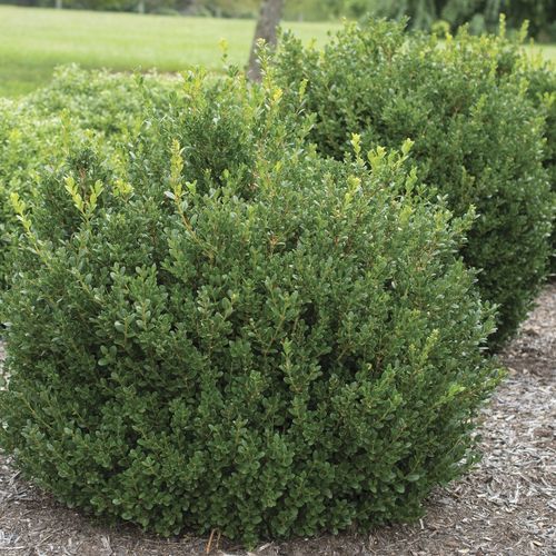 树篱灌木 - Buxus ‘Little Missy’ - Star® Roses and Plants/美国STAR玫瑰和植物