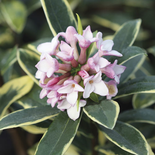 盆栽花灌木 - Marianni™ Daphne - Star® Roses and Plants/美国STAR玫瑰和植物 - 粉红花