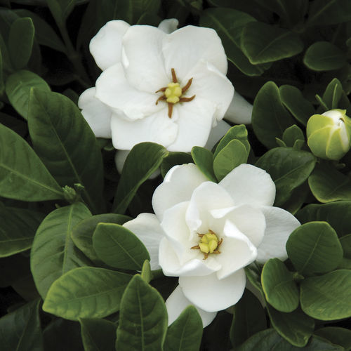 盆栽花灌木 - Gardenia ‘Buttons’ - Star® Roses and Plants/美国STAR玫瑰和植物 - 白花
