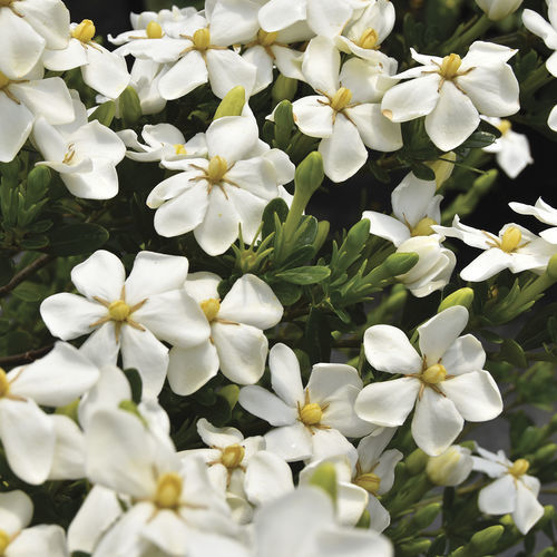 花圃花灌木 - Snow Girl™ Gardenia - Star® Roses and Plants/美国STAR玫瑰和植物 - 白花