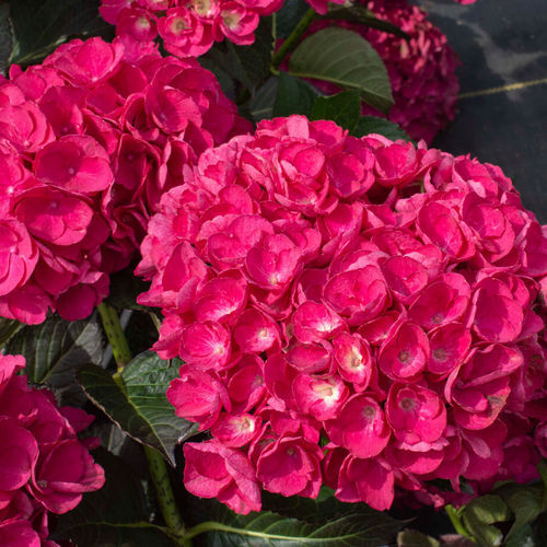 盆栽花灌木 - Akadama® Hydrangea - Star® Roses and Plants/美国STAR玫瑰和植物 - 粉红花