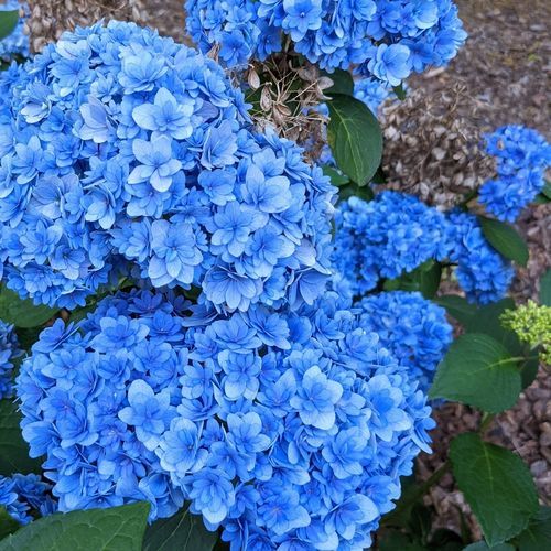 粉红花花灌木 - Double Down® Hydrangea - Star® Roses and Plants/美国STAR玫瑰和植物 - 蓝花