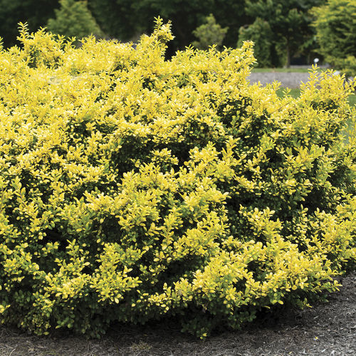 花圃花灌木 - Ilex ‘Drops of Gold’ - Star® Roses and Plants/美国STAR玫瑰和植物