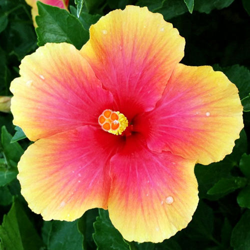盆栽花灌木 - Edward la plante - Vista Farms - 花圃 / 混色