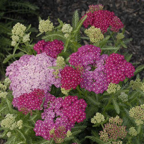 多年生花卉植物 - Achillea millefolium 'Saucy Seduction' - Walters Gardens Inc - 粉色 / 用于花园 / 花圃