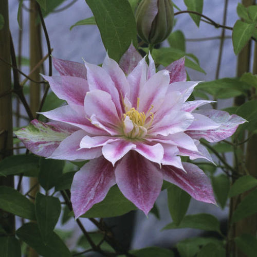 多年生花卉植物 - Clematis 'Andromeda' - Walters Gardens Inc - 粉色 / 白色 / 混色