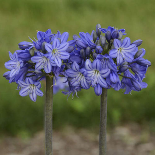 多年生花卉植物 - Agapanthus 'Galaxy Blue' - Walters Gardens Inc - 蓝色 / 紫色 / 鲜切花