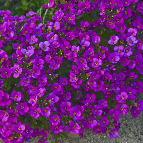 多年生花卉植物 - Arabis caucasica 'Lotti Deep Rose' - Walters Gardens Inc - 粉色 / 紫色 / 用于花园