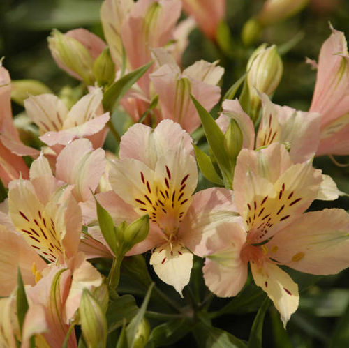 多年生花卉植物 - Alstroemeria INCA ICE™ - Walters Gardens Inc - 混色 / 黄色 / 鲜切花