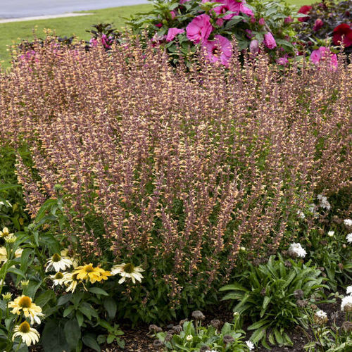 多年生花卉植物 - Agastache 'Queen Nectarine' - Walters Gardens Inc - 绿色 / 用于花园 / 吸引蝴蝶