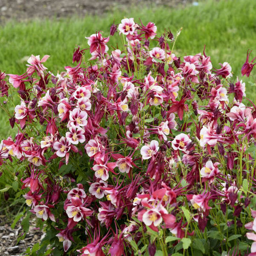 多年生花卉植物 - Aquilegia EARLYBIRD™  - Walters Gardens Inc - 白色 / 红色 / 用于花园