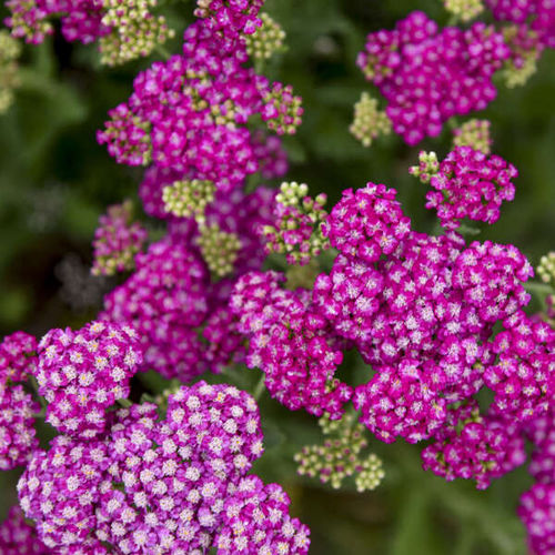 多年生花卉植物 - Achillea 'Firefly Fuchsia' - Walters Gardens Inc - 粉色 / 鲜切花 / 用于花园