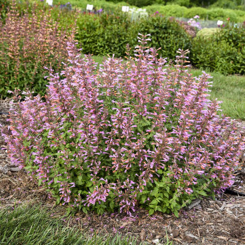 多年生花卉植物 - Agastache 'Pinky Pie' - Walters Gardens Inc - 粉色 / 鲜切花 / 用于花园