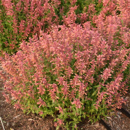 橙色花卉植物 - Agastache 'Guava Lava' - Walters Gardens Inc - 鲜切花 / 用于花园 / 吸引蝴蝶