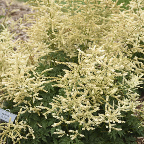多年生花卉植物 - Aruncus 'Goatee' - Walters Gardens Inc - 白色 / 鲜切花 / 用于花园