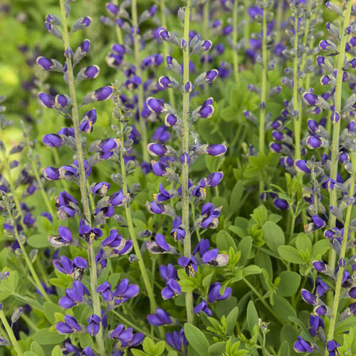 多年生花卉植物 - Baptisia 'Periwinkle Popsicle' - Walters Gardens Inc - 蓝色 / 鲜切花 / 用于花园