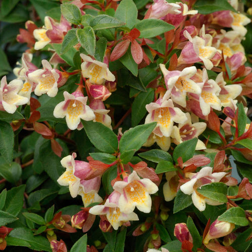 多年生花卉植物- Sunny Anniversary™ - Willowbend Nursery Inc