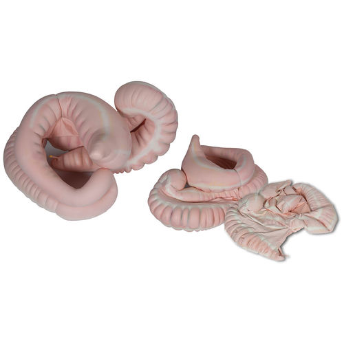 解剖学兽医模拟器 - GI Tract - Veterinary Simulator Industries Ltd. - 培训 / 马用 / 上肢