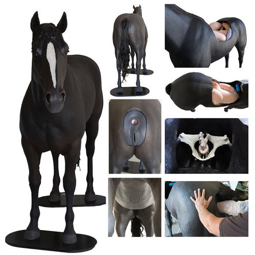 触诊兽医模拟器 - Veterinary Simulator Industries Ltd. - 马用 / 全身