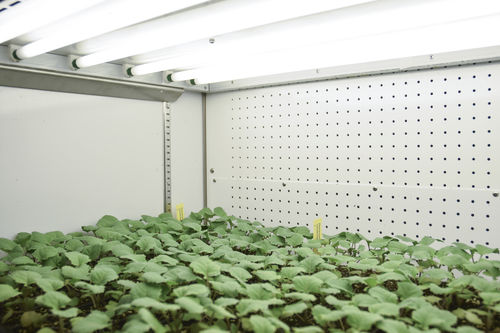 植物生长种植箱 - GEN1000 IN - CONVIRON - 用于研究