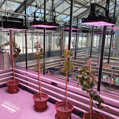 温室灯具 - ANTARES - Ambralight - 垂直种植系统 / 用于育苗箱 / 花卉