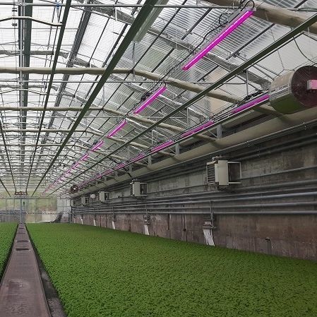 温室灯具 - Ambralight - Ambralight - 用于育苗箱 / 垂直种植系统 / 花卉