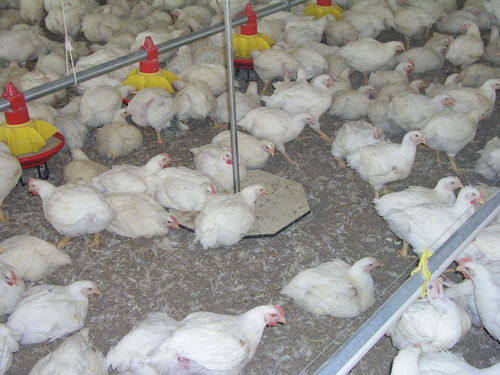 家禽称重系统 - DWS-20 bird weigh computer - OPTICON AGRI SYSTEMS - 电子 / 自动