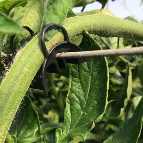 塑料植物夹 - Simonetti Adamo S.R.L. - 带紧固件 / 番茄 / 黄瓜