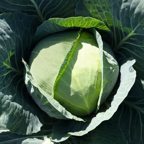 夏季卷心菜种子 - BRONCO F1 - Bejo Zaden B.V. - 混合动力