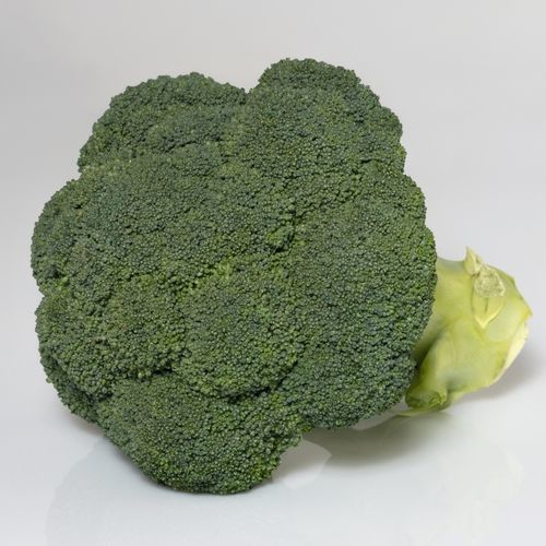 春季西兰花种子 - COVINA F1 - Bejo Zaden B.V. - 秋季 / 混合动力
