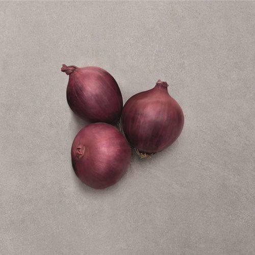混合动力洋葱种子 - RED CARPET F1 - Bejo Zaden B.V.