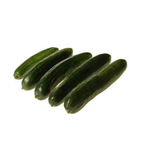 早熟黄瓜种子 - Mercury - Hollar Seeds - 抗白粉病 / 混合动力