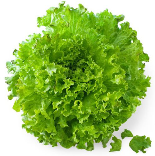 花叶病抗性生菜种子 - ANDROMEDA MI - PanDia Seeds