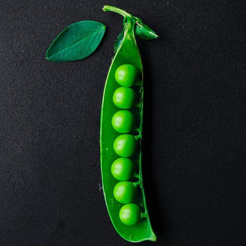抗白粉病蛋白豌豆种子 - QUANTUM PS - PanDia Seeds - 抗镰刀菌