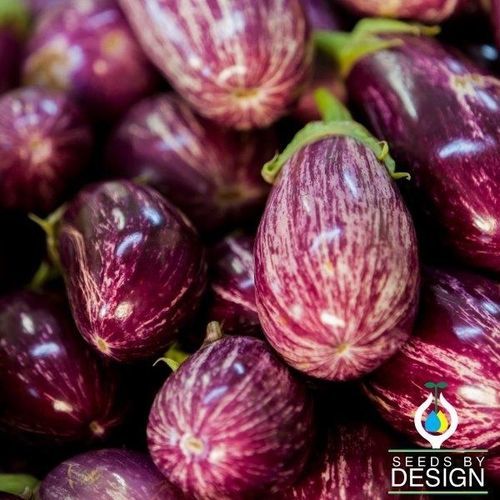 混合动力茄子种子 - Pandora Striped Rose - Seeds by Design - 圆柱