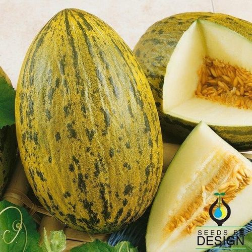 一年生甜瓜种子 - Piel de Sapo - Seeds by Design - 黄色 / 绿色