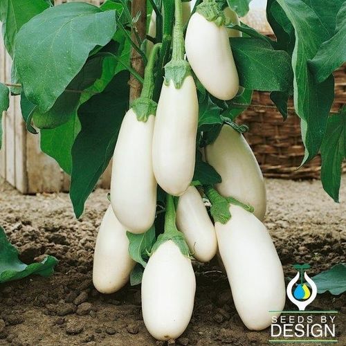 一年生茄子种子 - Casper - Seeds by Design - 攀缘